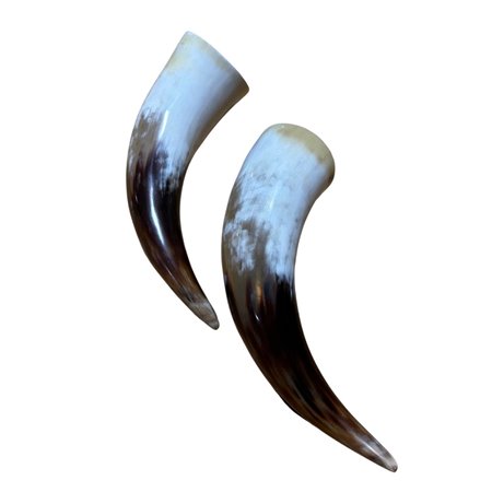 Polished Cow Horn