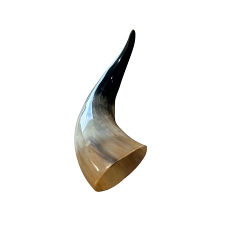 Polished Cow Horn