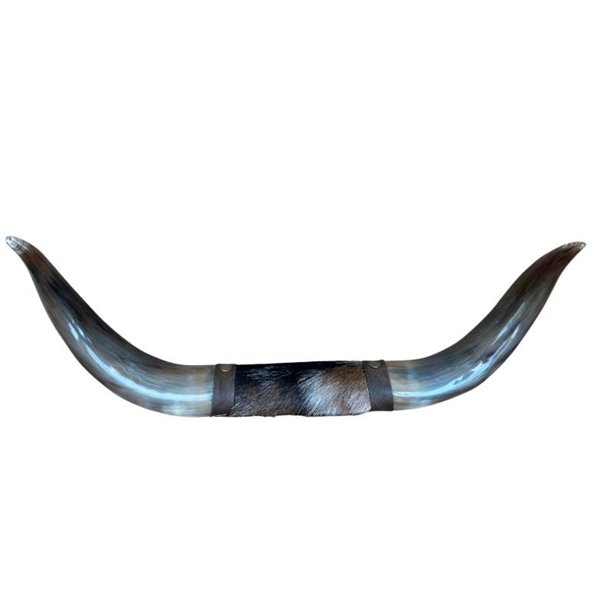 Mounted Polished Cow Horn