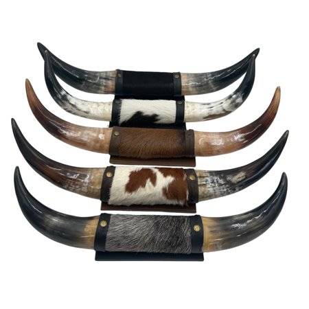 Mounted Polished Cow Horn