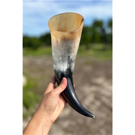 Polished Cow Horn